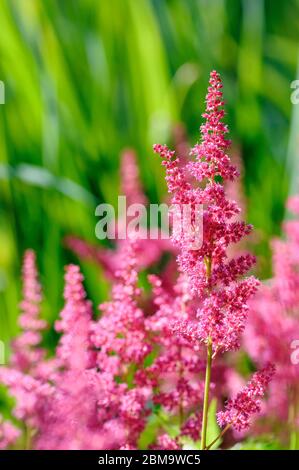 Fiori di Cristson di Astilbe japonica 'Vesuvio', falsa barba di capra Foto Stock