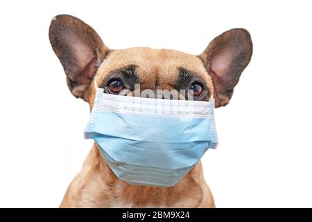 Cane Bulldog francese che indossa maschera medica davanti a sfondo bianco Foto Stock