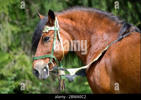 Castagno russo cavallo da traino guardando indietro in una briglietta in piedi in una neve. Ritratto animale. Foto Stock