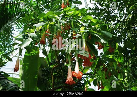 Brugmansia sanguinea (Tromba dell'Angelo Rosso) piante da fiore Foto Stock