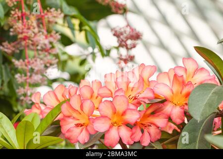 Bouquet di fiori tropicali Hawaiiani rosa piume. Natura sfondo floreale. Foto Stock
