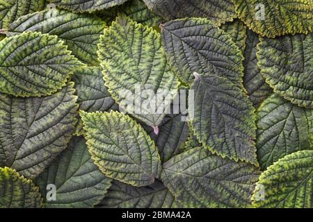 Verde scuro lascia sfondo con texture, macro. Sfondo floreale astratto con struttura naturale, primo piano. Ornamento a foglia. Foto Stock