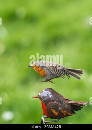 Robin atterra su un ornamento di giardino di metallo robino. Foto Stock