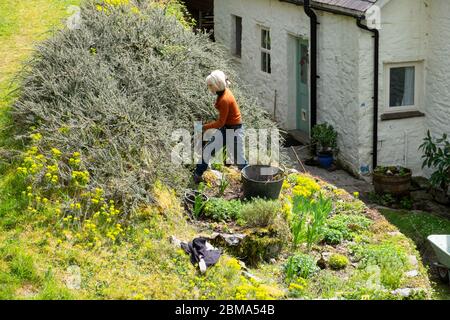 Donna potatura cotoneaster horizontalis cespuglio che cresce su pendio in un giardino di ardesia in pendenza sul retro della casa in giardino di campagna Galles Regno Unito KATHY DEWITT Foto Stock