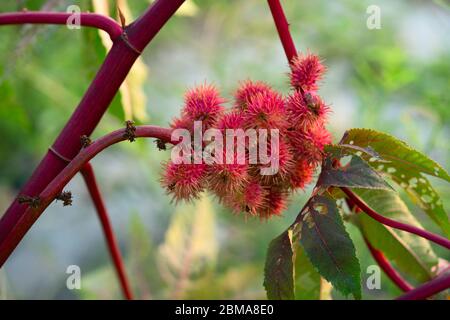 primo piano di frutta fresca di ricino rosso Foto Stock