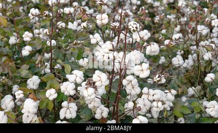 campo di cotone in autunno, pronto per la raccolta Foto Stock