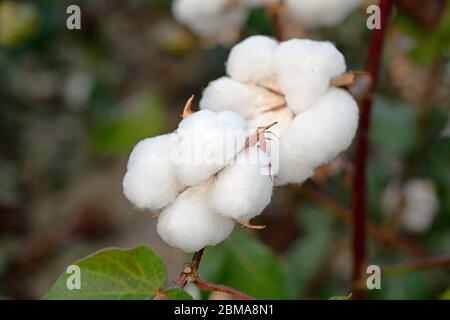 primo piano di bull di cotone maturi sul campo Foto Stock