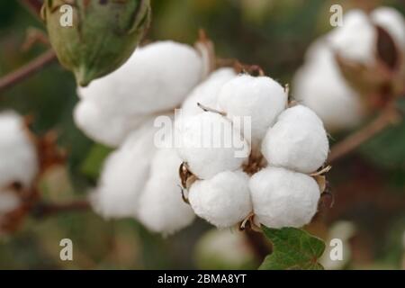 primo piano di bull di cotone maturi sul campo Foto Stock