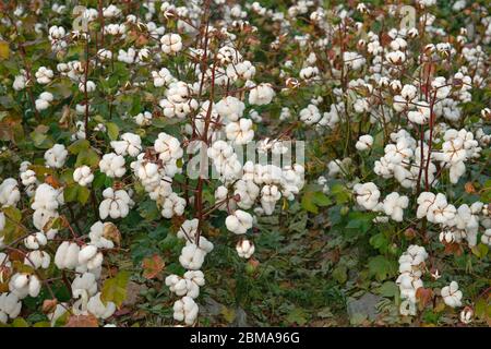 campo di cotone in autunno, pronto per la raccolta Foto Stock