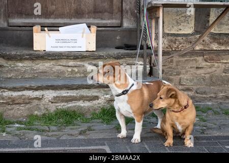 Due cani aspettano fuori da un negozio accanto a una scatola di maschere facciali libere (realizzate da volontari locali), disponibili per chiunque a Presteigne, Powys, Galles, Regno Unito Foto Stock