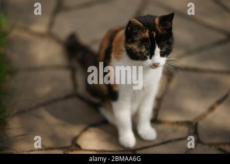 Ritratto tricolore gatto all'aperto, seduta sul pavimento in pietra selvaggia Foto Stock