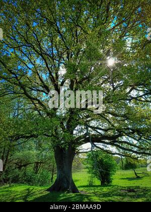 Quercia vecchia in Schleswig-Holstein in Germania Foto Stock