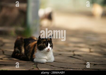 Ritratto tricolore gatto all'aperto, poggiato sul pavimento in pietra selvaggio nel cortile Foto Stock