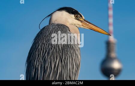 Berlino, Germania. 8 maggio 2020. Un airone siede sulla ringhiera di un ponte non lontano dalla torre televisiva. Credit: DPA-Zb-Zentralbild/dpa/Alamy Live News Foto Stock