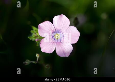 Oxalis debilis, il corallo rosa, è una pianta perenne ed erbacea della famiglia delle Oxalidaceae Foto Stock