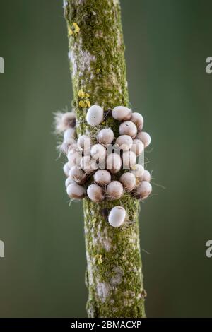 Kleines Nachtpfauenauge - Eier, Saturnia pavonia, piccolo imperatore falce - uova Foto Stock