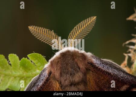 Kleines Nachtpfauenauge - Maennchen, Saturnia pavonia, piccolo imperatore moth - maschio Foto Stock