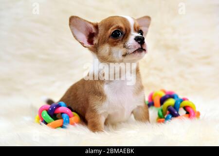 Chihuahua pyppy su copertina bianca in pelliccia. Foto Stock