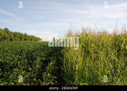 Due campi adiacenti in Friuli, Italia, che mostrano una netta divisione tra due tipi di colture: I semi di soia a sinistra e il mais a destra Foto Stock