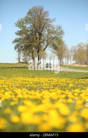 Elbingerode, Germany. 07th May, 2020. Flowering dandelion stands on the mountain meadows in the Oberharz. The flowers of the dandelion (Taraxacum officinale) are often visited by insects. The flowers offer a lot of nectar and a protein-rich pollen (pollen). Dandelions are found in abundance on pastures, rich meadows and roadsides. Credit: Matthias Bein/dpa-Zentralbild/ZB/dpa/Alamy Live News Foto Stock