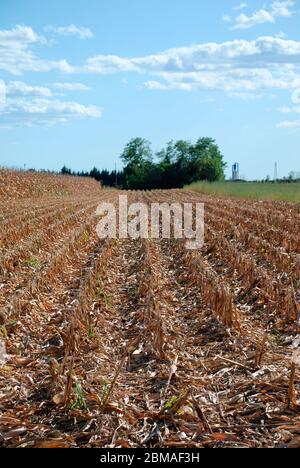 Un campo di coltivazione del mais nella regione italiana del Friuli. È settembre ed il mais è stato appena raccolto dopo essere stato lasciato andare asciutto Foto Stock