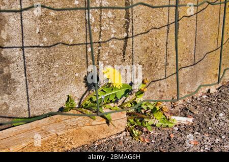 Dente di leone comune (Taraxacum officinale), bloomin a muro, Germania, Renania Settentrionale-Vestfalia, Hagen-Hohenlimburg Foto Stock