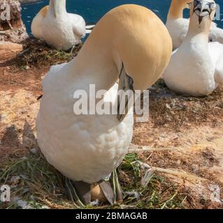 Gannet settentrionale (Sula bassana, Morus bassanus), al nido con uovo, Germania, Schleswig-Holstein, Helgoland Foto Stock