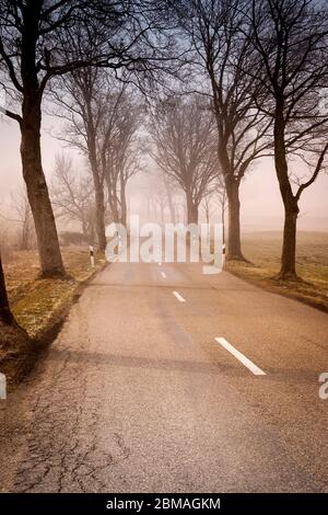 Allee im Herbst im Morgennebel, Germania, Baviera Foto Stock