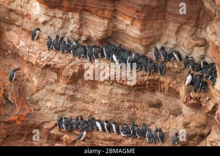 guillemot comune (Uria aalge), Guillemots sull'isola Helgoland nel tardo autunno, Germania, Schleswig-Holstein, Heligoland Foto Stock