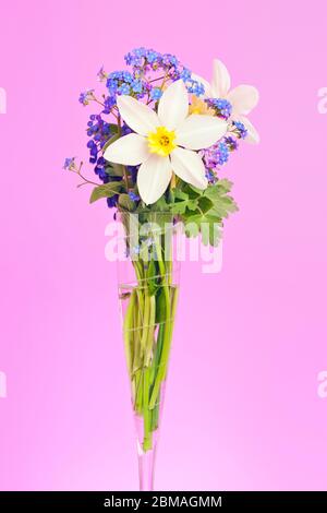 Legno dimenticare-me-non, bosco dimenticare-me-non (Myosotis sylvatica), daffodil con dimenticare-me-non in un vaso Foto Stock