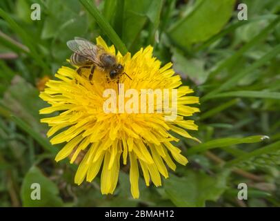 Ape di miele, ape di alveare (Apis mellifera mellifera), su dente di leone, Norvegia, Oppland Foto Stock