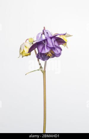 Aquilegia fiore girato in uno studio mobile su uno sfondo bianco luminoso Foto Stock