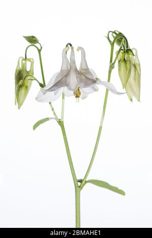 Aquilegia fiore girato in uno studio mobile su uno sfondo bianco luminoso Foto Stock