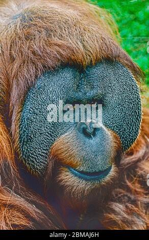 Sumatran Orang-utan maschio, (Pango pygmaeus abelii.) Specie gravemente minacciata. Foto Stock