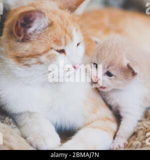 Simpatico cucciolo e gatto neonato godere insieme l'azienda di ciascuno. Comunicazione di gatti che giacciono in un abbraccio sul letto. Foto Stock