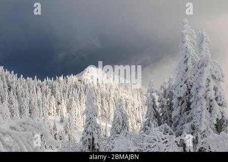 Winterlandschaft Foto Stock