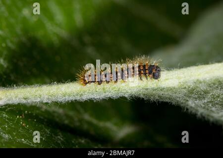 Wiener Nachtpfauenauge, Saturnia piri, gigantesca falce di pavone - Raupe Foto Stock