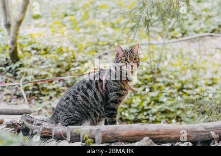 Gatto Siberiano passeggiate nella pineta Foto Stock