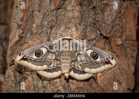 Kleines Nachtpfauenauge - Weibchen, Saturnia pavonia, piccolo imperatore Moth - femmina Foto Stock