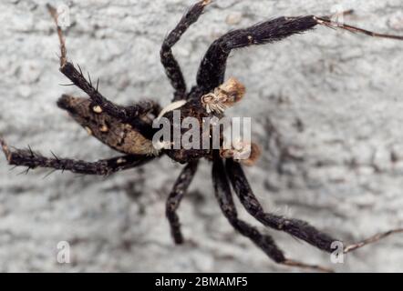 Macro Fotografia di Portia Jumping Spider sul Muro Foto Stock