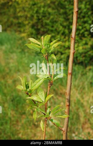 Le giovani foglie che crescono su un plum plum europeo (Prunus domestica) in primavera (metà aprile) Foto Stock
