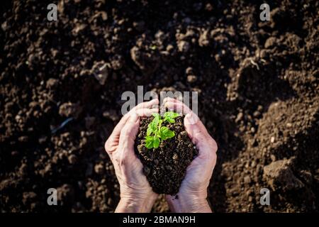 vista dall'alto della piantina di pomodoro con tenuta a mano e del giardinaggio della primavera terrestre Foto Stock