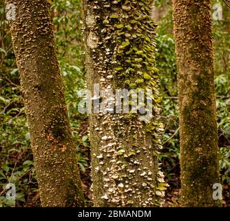 Funghi di mensola che crescono su alberi di uccello dolce, Betula lenta, in Brickerville, contea di Lancaster, Pennsylvania, In primavera Foto Stock