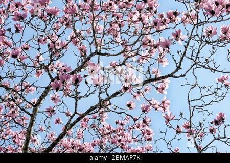 Guardando in alto attraverso il baldacchino di un albero di Magnolia Foto Stock