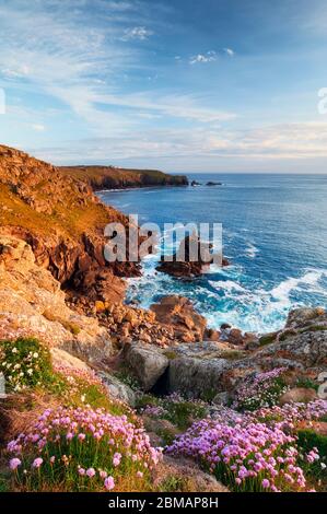 Fioriscono crescendo sulle cime di Land's End, Cornovaglia Foto Stock