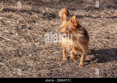Un orkshire peloso Terrier con grandi orecchie si erge con una zampa sollevata nella foresta e guarda lontano. Un piccolo cane con capelli lunghi marroni. Sfondo sfocato. Foto Stock