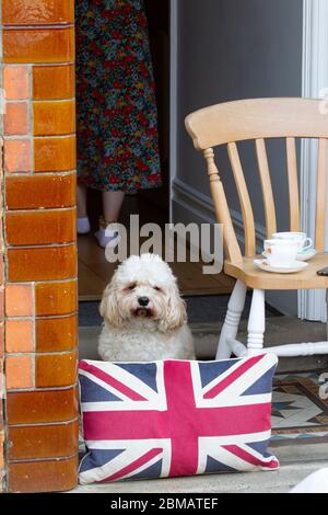 Northampton, Regno Unito, 8 maggio 2020, Bertie si è seduto sulla porta di accesso osservando il silenzio di 2 minuti per il 75 ° anniversario della giornata del VE Day a Garrick Rd Northampton. Credit: Keith J Smith./Alamy Live News Foto Stock