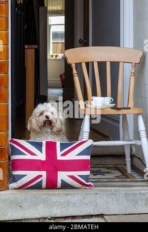 Northampton, Regno Unito, 8 maggio 2020, Bertie si è seduto sulla porta di accesso osservando il silenzio di 2 minuti per il 75 ° anniversario della giornata del VE Day a Garrick Rd Northampton. Credit: Keith J Smith./Alamy Live News Foto Stock