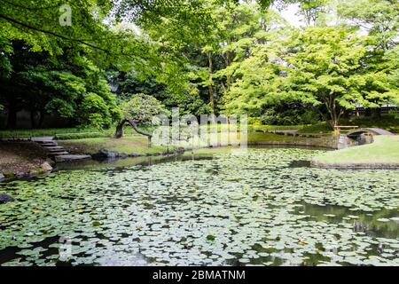 Foglie galleggianti sullo stagno dei Giardini Koishikawa Korakuen Foto Stock