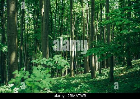 Raggi del sole nella foresta di faggio. Trekking, viaggi e legname industrie concetto. Foto Stock